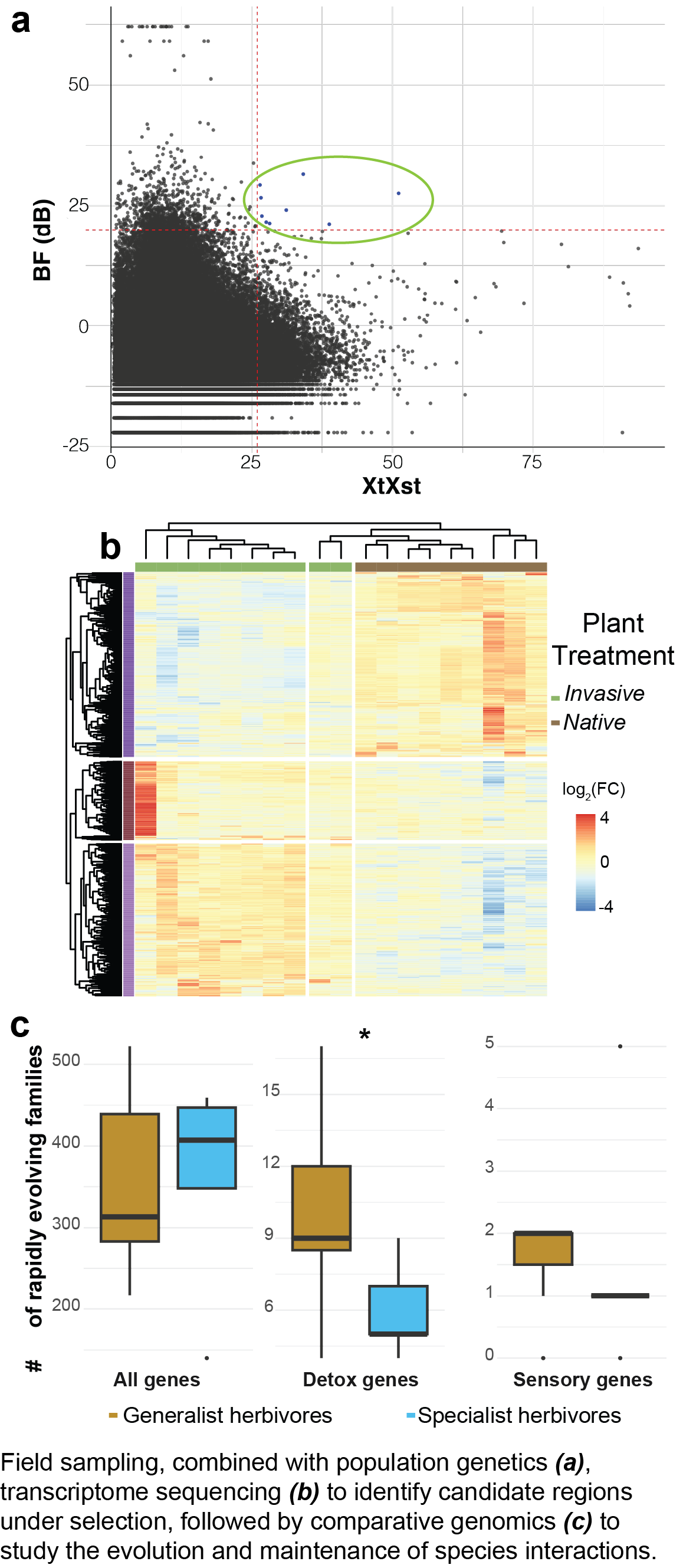 Genomic basis of adaptation in Pieris