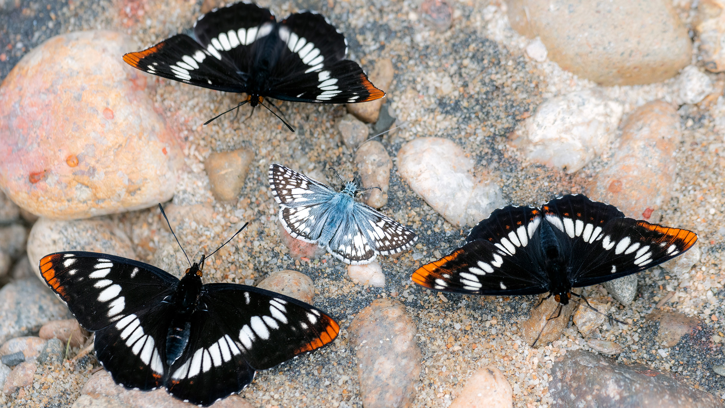 Lepidoptera