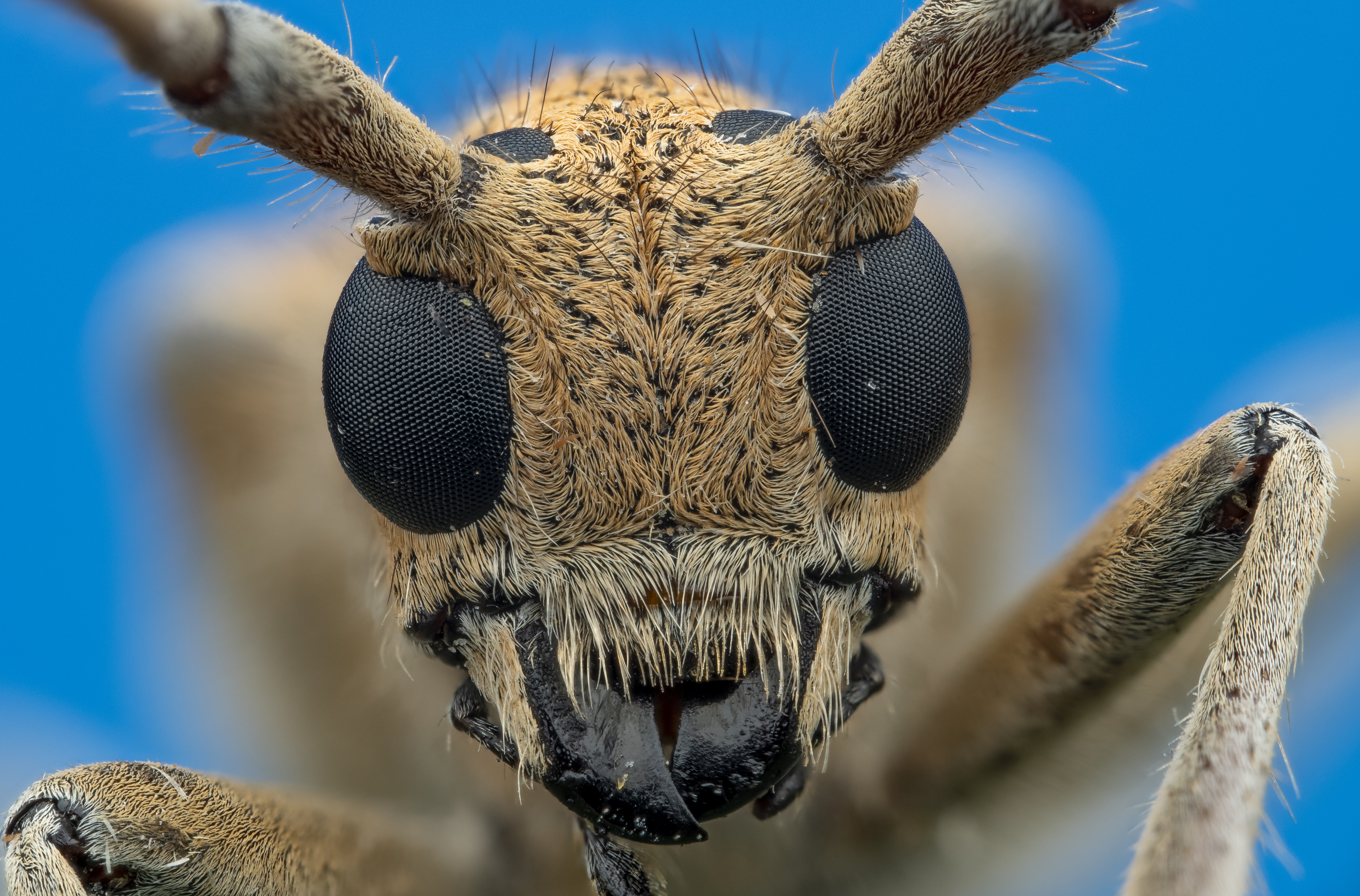 Macro